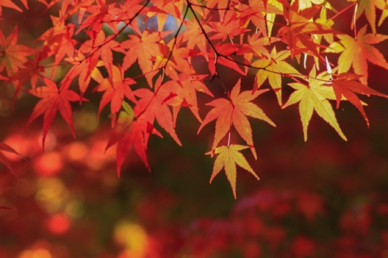 Kamakura autumn leaves1