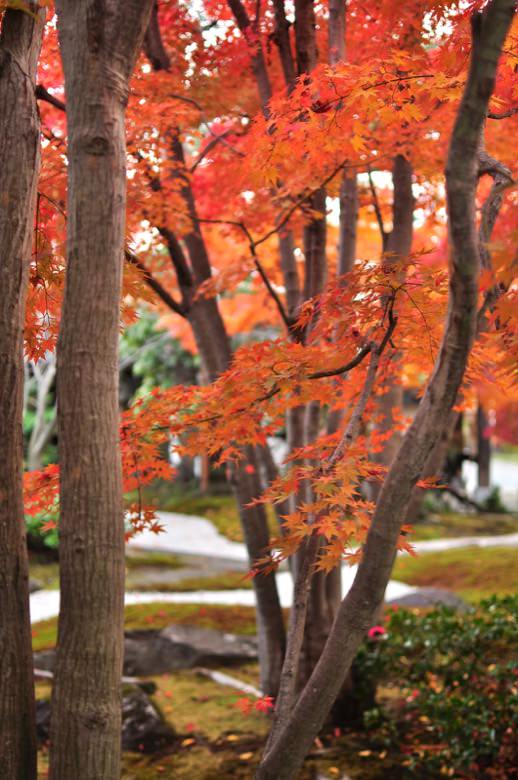 Autumn leaves in arashiyama2