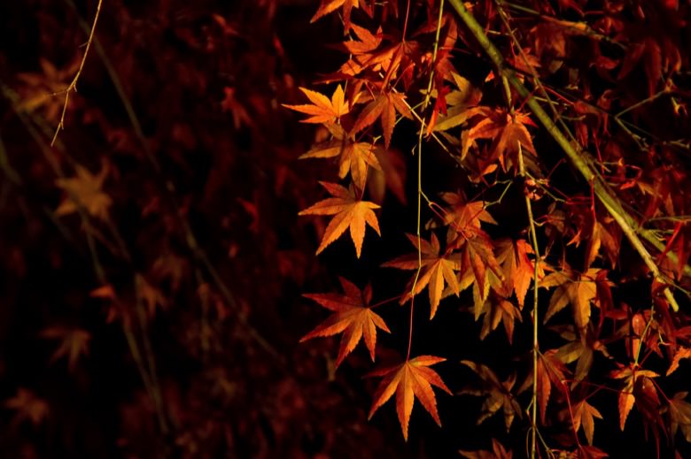 Autumn leaves in kanto4